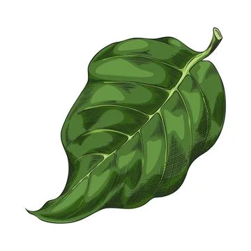 Noni fruit tree leaf vector sketch, hand drawn tropical morinda citrifolia green Stock Illustration