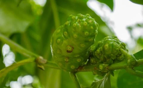 Noni fruit on the tree Foto stock