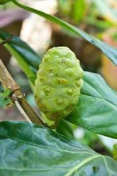 Noni fruit on the tree Stock Photos