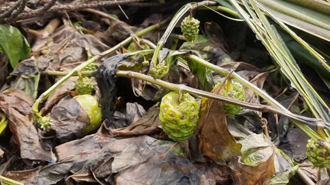 Noni fruit withered leaves Stock Footage 280168655