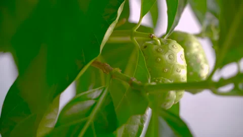 Noni Fruits on the Tree Stock Footage 157445736
