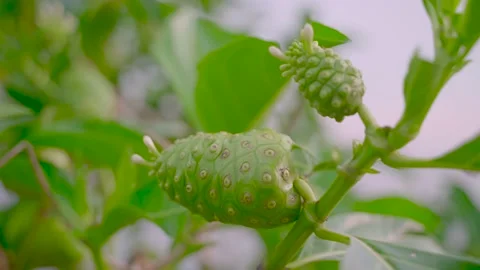 Noni Fruits on the Tree Stock Footage 157445869