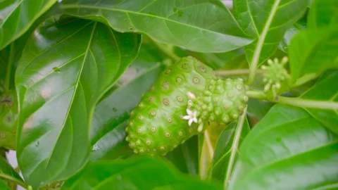 Noni Fruits on the Tree Stock Footage 157445874