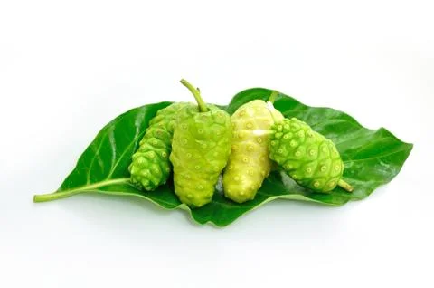 Noni herb Stock Photos