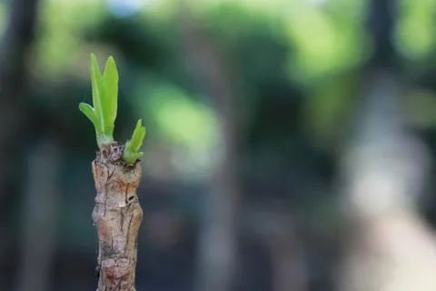 Noni leaf shoots Foto stock