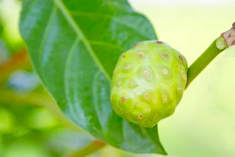 Noni live on trees Against the backdrop of nature Stock Photos