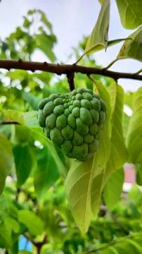 Noni Stock Photos