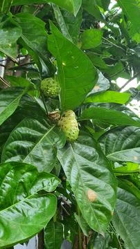 Noni 写真素材