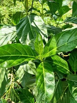Noni Plant Stock Photos