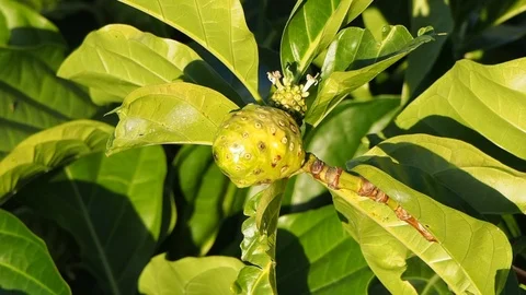 Noni tree fruit. Stock Footage 100520806