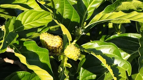 Noni tree fruit on the tree with foliage. Stock Footage 100520791