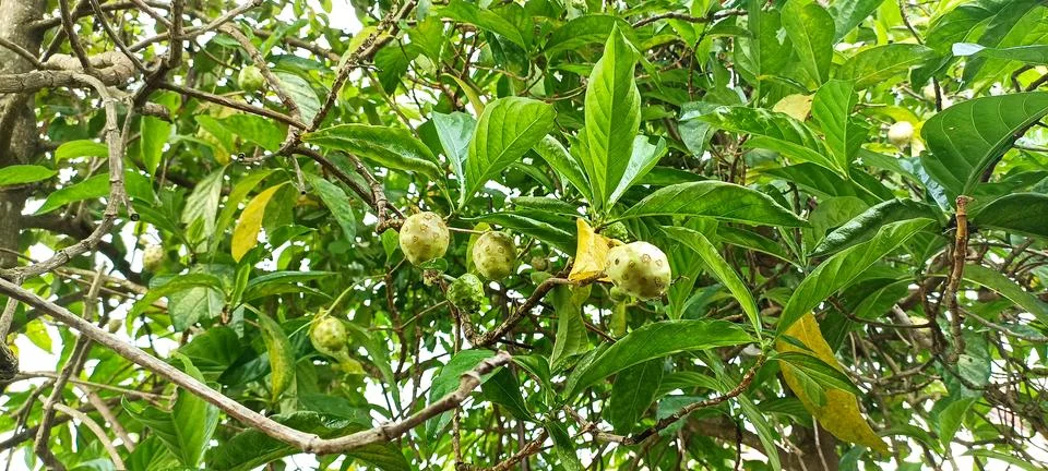NONI TREE Foto stock