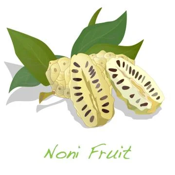 Noni vector isolated Stock Illustration