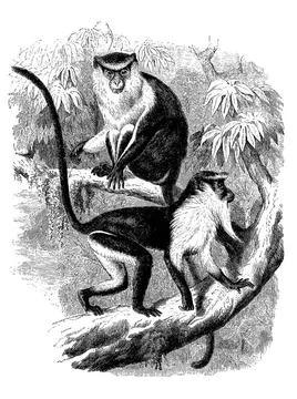 Nonnenaffe, Monameerkatze, Cercopithecus mona, eine Primatenart aus der Ga... Foto stock