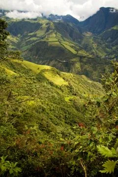 Nono, Ecuador cloud forest Stock-Fotos
