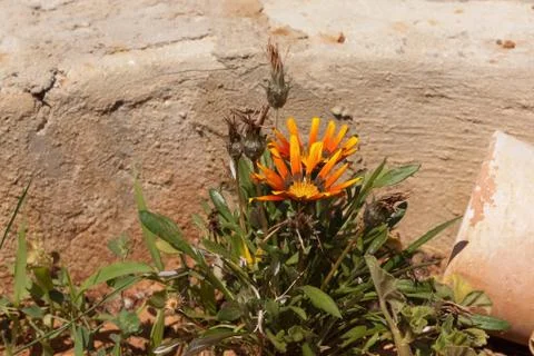 Noon bloom Foto stock