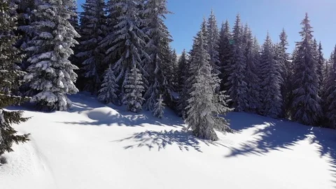 Noon Mountain Winter Trees Stock Footage 105460809