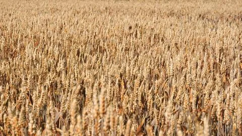 At noon rhythmic dance of wheat stems brushed in golden hue by sunlight Stock Photos
