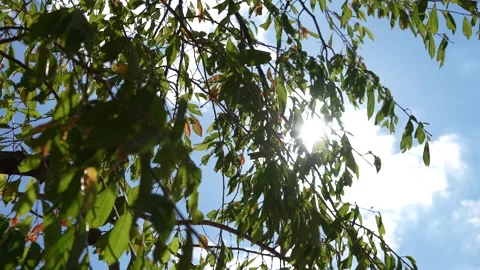 Noon Sun rays passing through the tree leaves in  a bright sunny day Stock Footage 251801860