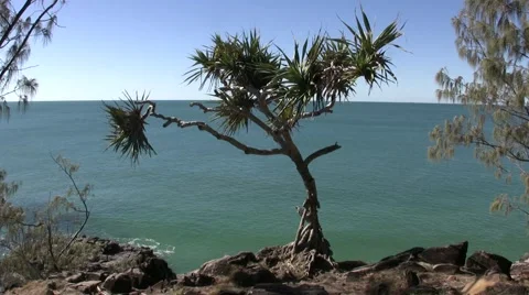 Noosa Tree 2 스톡 동영상 3521731