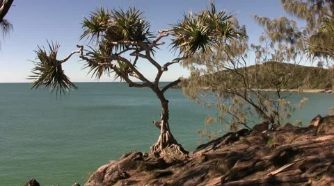 Noosa Tree Stock Footage 3521668