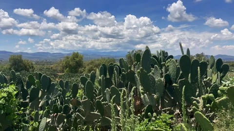 Nopal Cactus Field Under Blue Sky with Clouds in Mexico Stock Footage 340114861