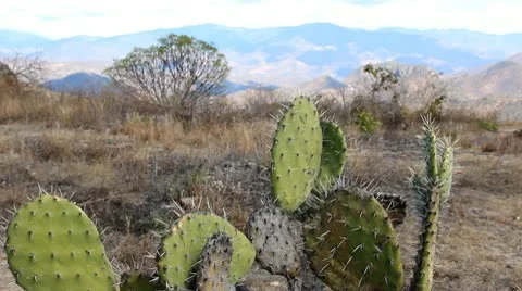 Nopal cactus Stock-Footage 10795254