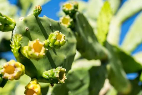 Nopal cactus Stock Photos