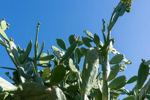Nopal cactus Stock Photos