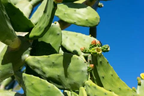 Nopal cactus Stock Photos