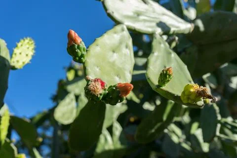 Nopal cactus Stock Photos