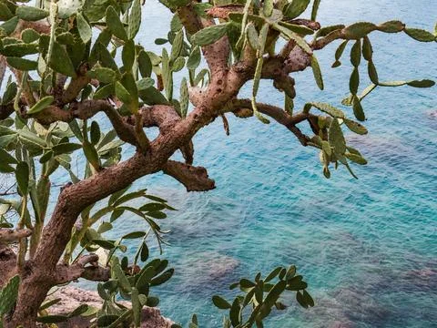A nopal cactus tree grows over the sea. In the background is the Mediterran.. Foto stock