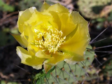 Nopal flower Stock Photos