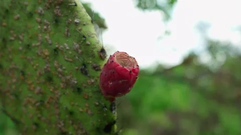Nopal, Prickly pear Xoconostle fruit, Dolly in Stock Footage 280219098