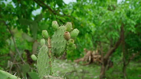 Nopal with prickly pears in the middle of a thicket Mexican landscapes Stock Footage 280219097
