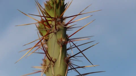 Nopal Tilt Close Up Stock Footage 55143660