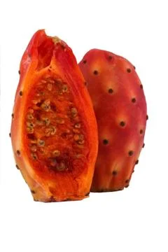 Nopal whithe background Stock Photos