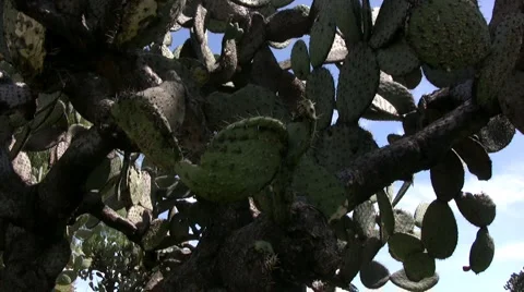 Nopales Video stock 6891294
