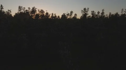 Norcal Olive Tree Farm Video stock 98474375