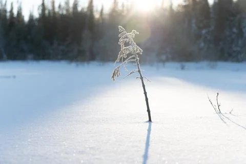 Nordic Dawn: Small Tree in Snowy Wilderness of Sweden at Sunrise Stock Photos