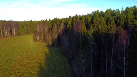 Nordic field and forest Video stock 321655889