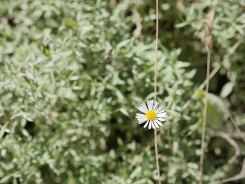 Nordic Flowers Stock Photos