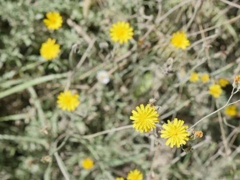 Nordic Flowers Stock Photos