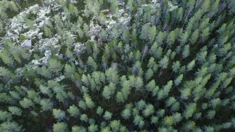 Nordic forest flyover Video stock 321655890