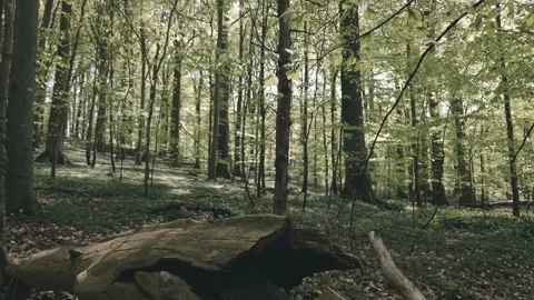Nordic Forest Huge Broken Tree Branch in Moody Atmosphere Stock Footage 154150992