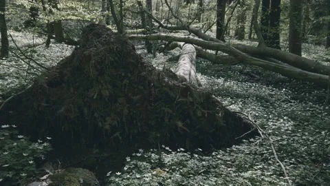 Nordic Forest Huge Tree Fallen to Ground Stock Footage 154131019