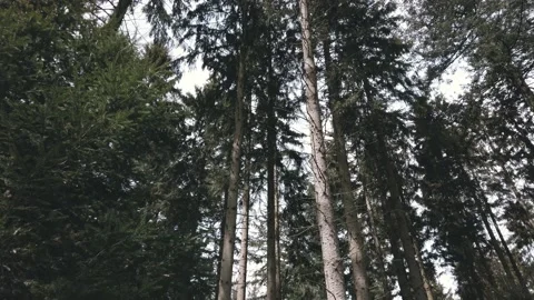 Nordic Forest Trees Moody Up to Down Panning Stock Footage 154121223