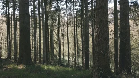 Nordic Forest Trees Moody Left to Right Panning Stock Footage 154151014