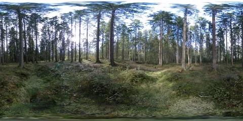 Nordic Forest View 2 - 360 VR Vidéo 94129191