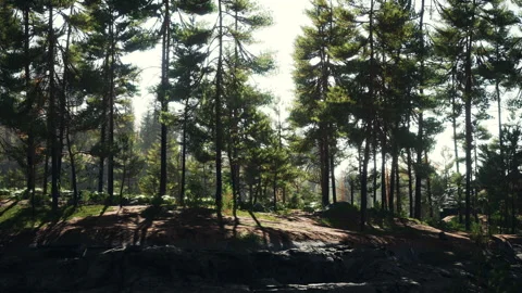 Nordic pine forest in evening light Video stock 170364757